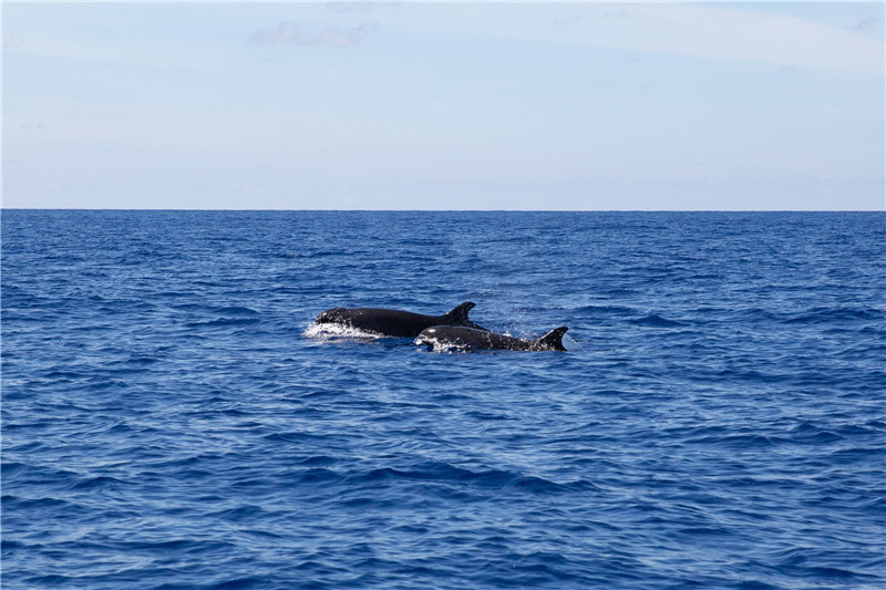 南中國海北部の海域でオキゴンドウを初確認