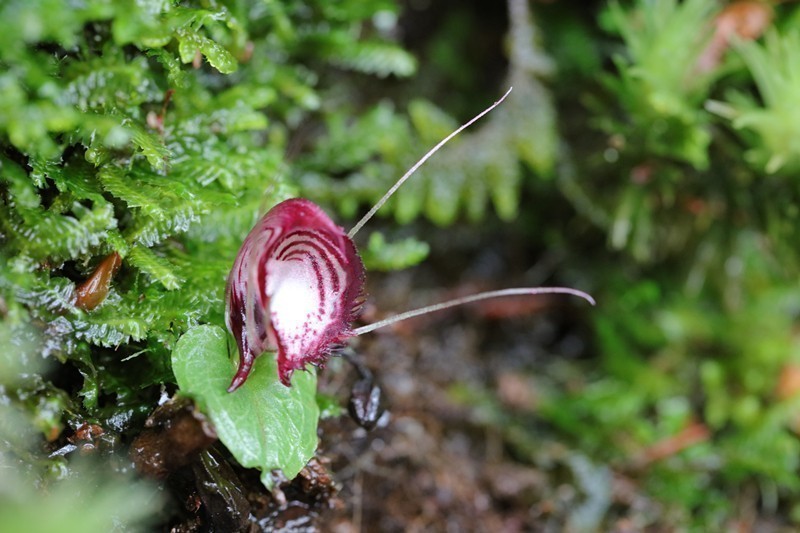 雲(yún)南省、新たなコリバス屬の植物が発見