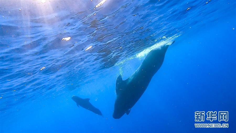 中國(guó)の科學(xué)研究者、南中國(guó)海でマッコウクジラなどを調(diào)査