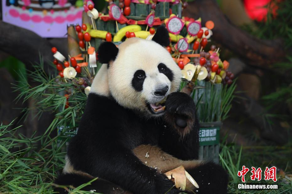 7月29日、広東省広州市長隆野生動物世界で、特製バースデーケーキを食べる三つ子パンダのうちの一頭「帥帥（シュアイシュアイ）」（撮影?陳驥旻）。