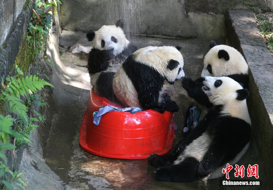 重慶の気溫は40度！動(dòng)物園が動(dòng)物たちに暑さ対策