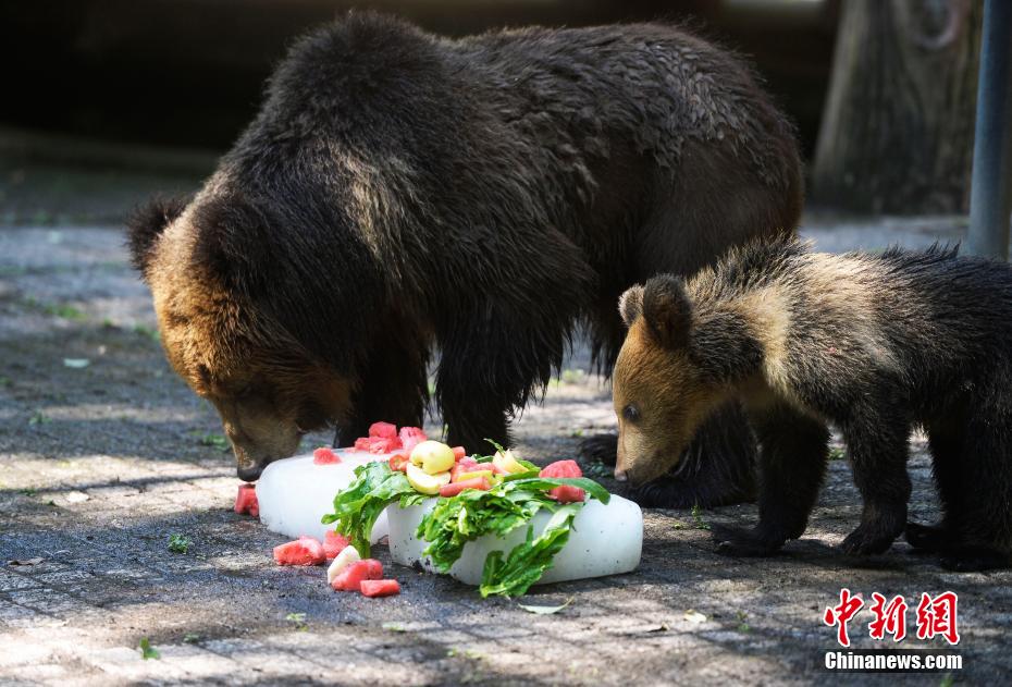 重慶の気溫は40度！動(dòng)物園が動(dòng)物たちに暑さ対策