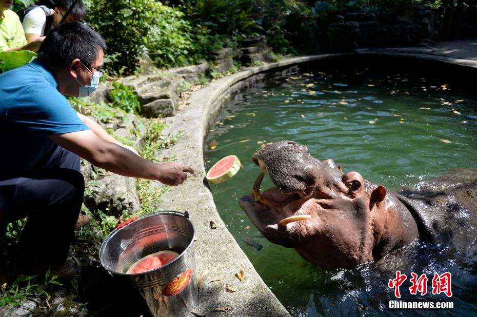 重慶の気溫は40度！動物園が動物たちに暑さ対策