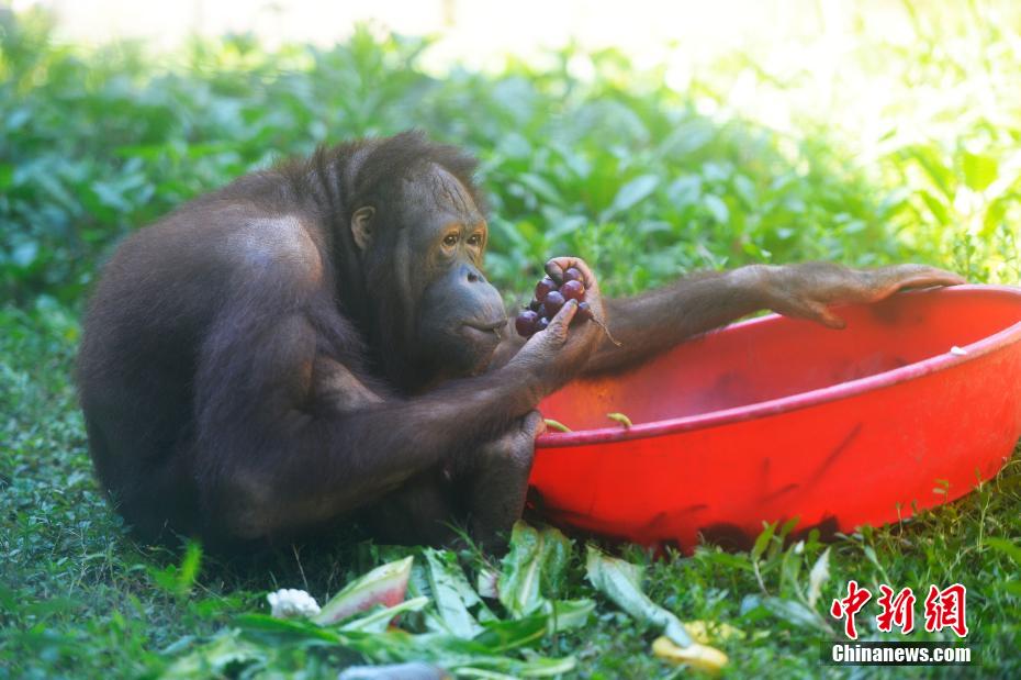 重慶の気溫は40度！動(dòng)物園が動(dòng)物たちに暑さ対策