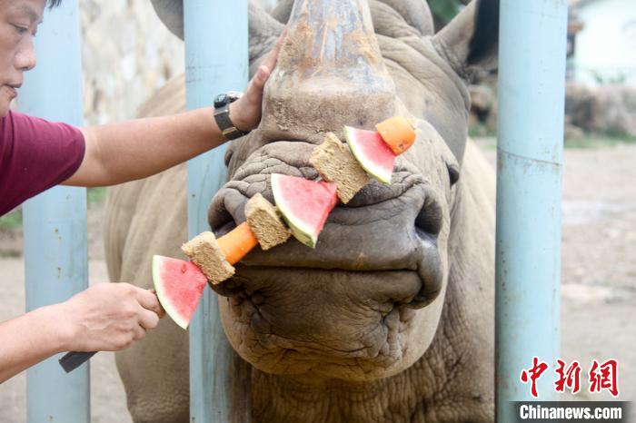 カスタムメイドの「夏季スペシャルメニュー」をサイに與える飼育員（寫(xiě)真は無(wú)錫動(dòng)物園提供）。