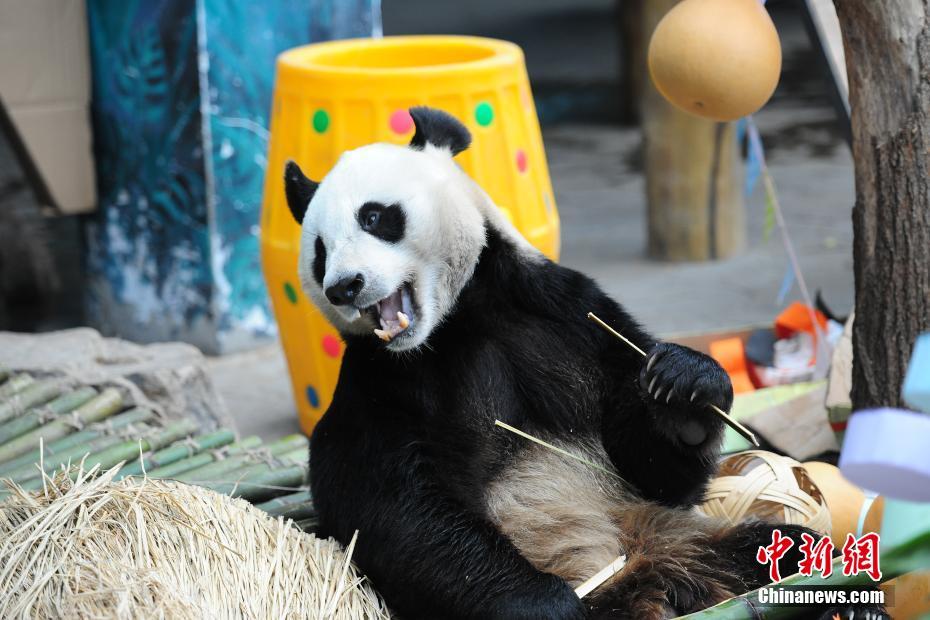 瀋陽(yáng)森林動(dòng)物園でパンダの誕生日をお祝い　遼寧省