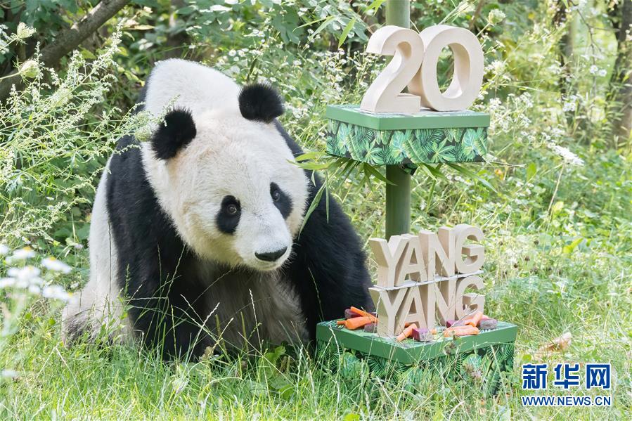 8月9日、オーストリア?ウィーンのシェーンブルン動(dòng)物園で、誕生日プレゼントを受け取ったパンダの「陽(yáng)陽(yáng)（ヤンヤン）」。