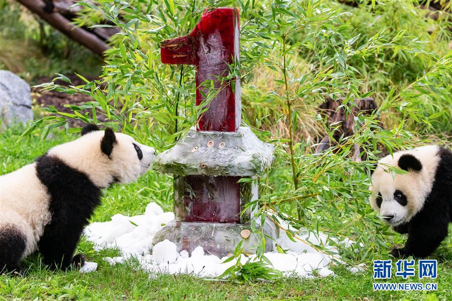 獨(dú)ベルリン動(dòng)物園の雙子パンダが1歳に！