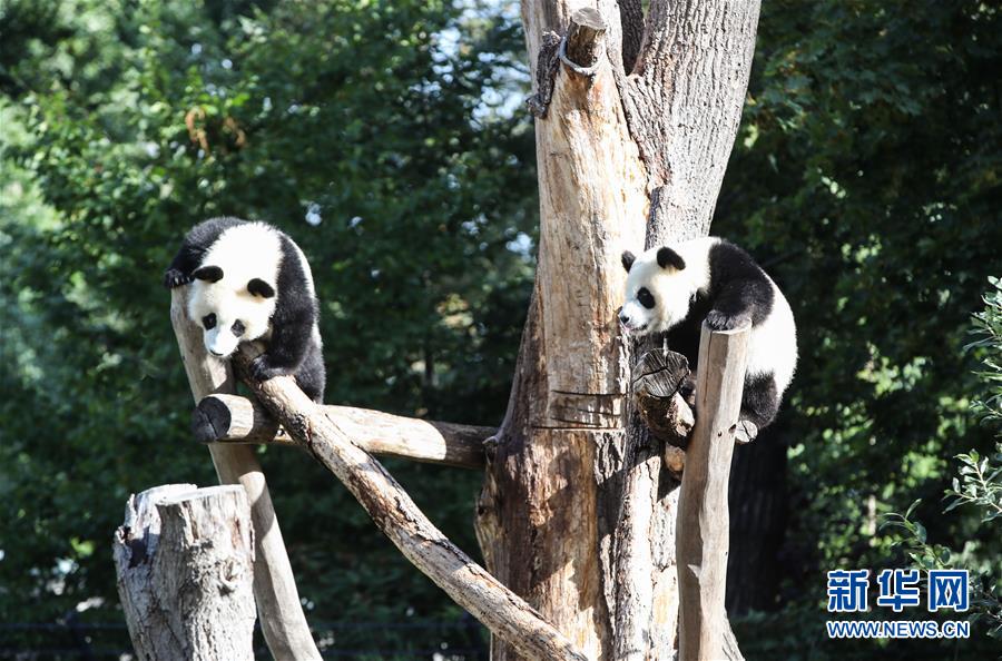 獨ベルリン動物園の雙子パンダが1歳に！