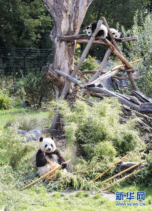 獨(dú)ベルリン動(dòng)物園の雙子パンダが1歳に！