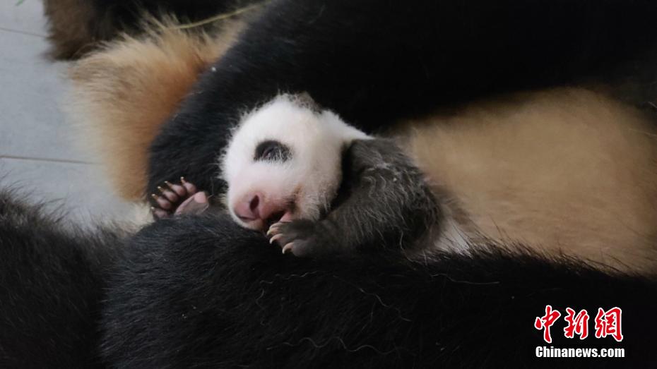 韓國生まれの赤ちゃんパンダ、目のまわり黒くなり體重10倍に　ソウル