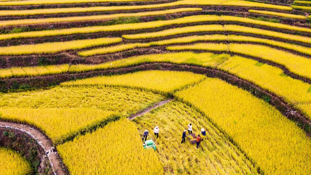 高山に稲穂色づく、寒さに強(qiáng)い「冷水稲」　湖北省宣昌