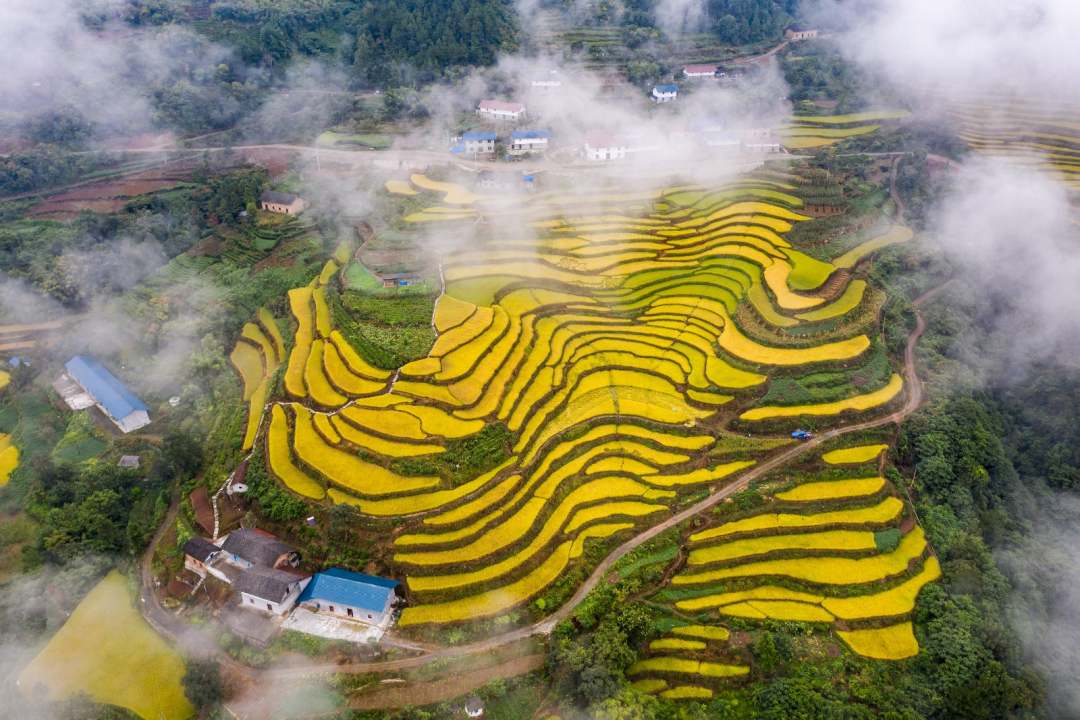 高山に稲穂色づく、寒さに強(qiáng)い「冷水稲」　湖北省宣昌