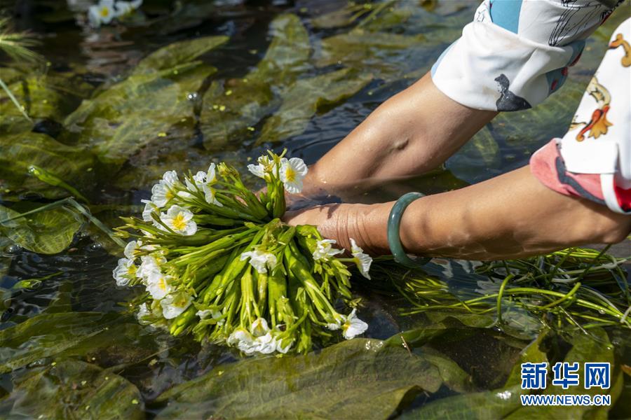 水生植物の「海菜」を収穫する農(nóng)民（撮影?陳欣波）。