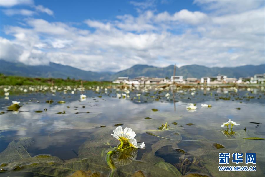 住民の所得増加を助ける水生植物「海菜」　雲(yún)南省