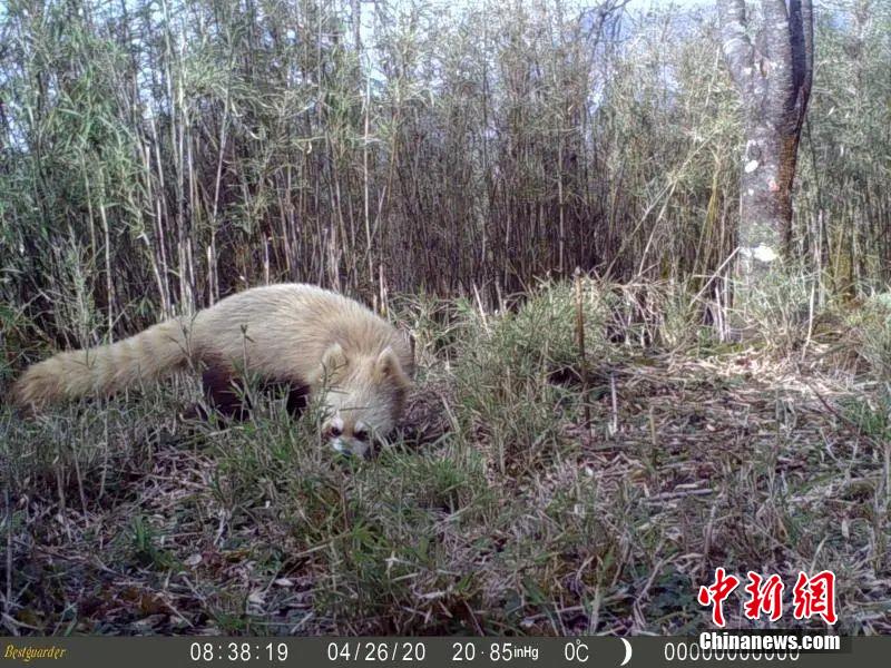 「退色」したかのように體毛が白っぽくなったレッサーパンダ（畫像提供?美姑県報(bào)道センター）。