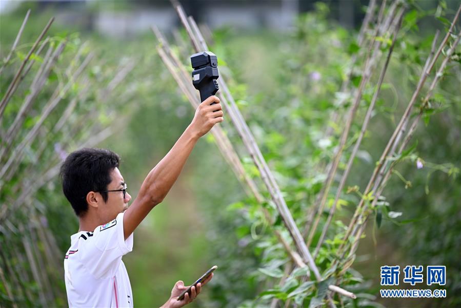 スマート農(nóng)業(yè)で栽培したササゲが豊作に　広西柳州市