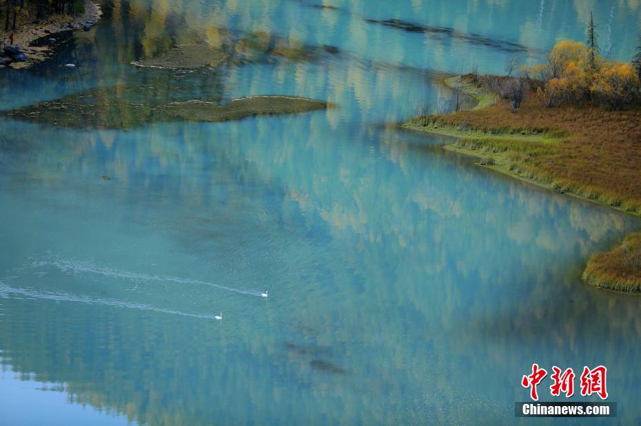 新疆カナス湖の白鳥　靜かな湖面が天然の「舞臺」に