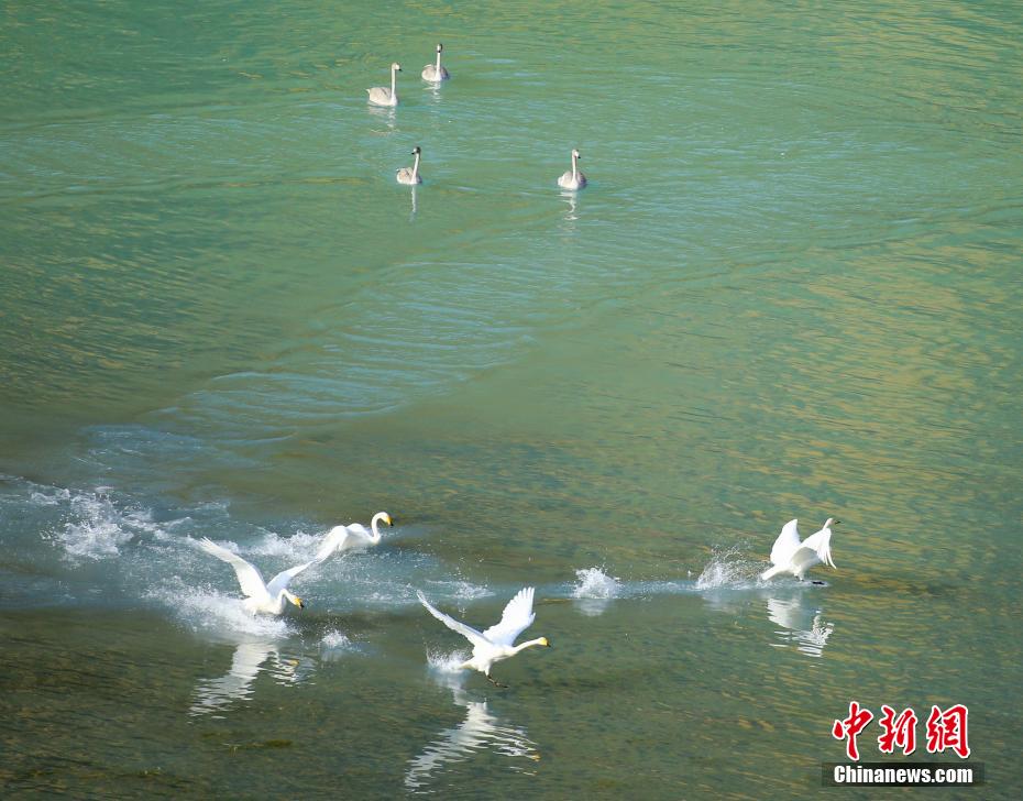 新疆カナス湖の白鳥　靜かな湖面が天然の「舞臺(tái)」に