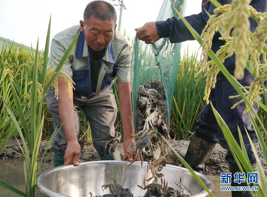 稲作とカニ養(yǎng)殖で所得アップを後押し　河北省盧竜県