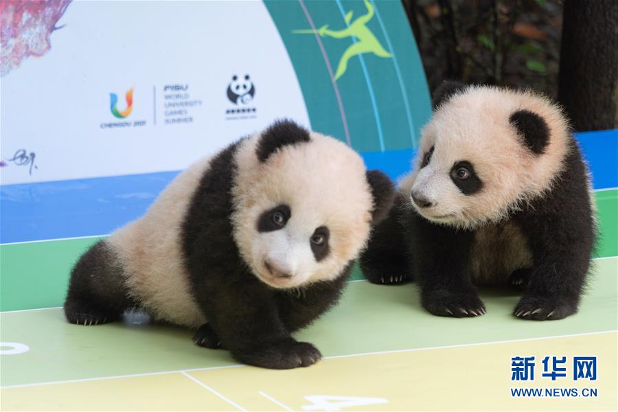 2020年生まれのパンダの赤ちゃんたちが國(guó)慶節(jié)を前にお披露目　四川省成都

