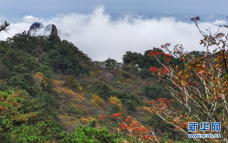 秋の気配満ちた黃山　仙界のような雲(yún)海