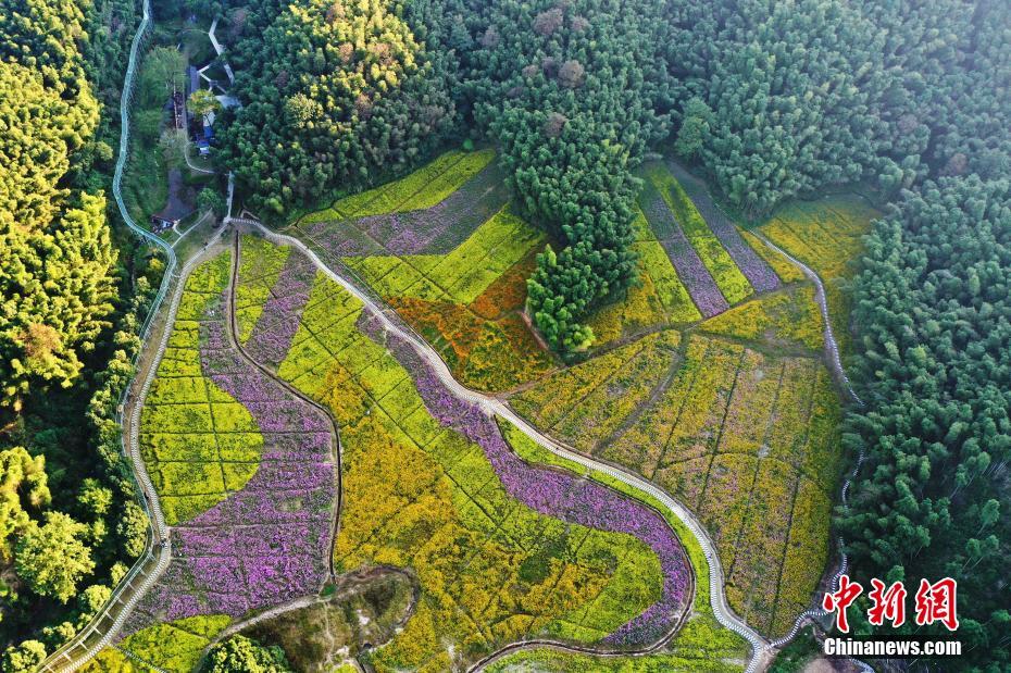 上空から眺めた江西南昌のカラフルな花畑　美しい秋景色を堪能