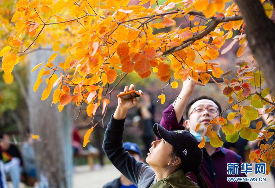 10月18日、北京市房山區(qū)坡峰嶺景勝地で紅葉を鑑賞する観光客（撮影?呂帥）。