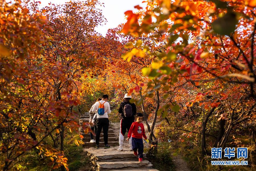 観光客を魅了する秋の紅葉　北京坡峰嶺