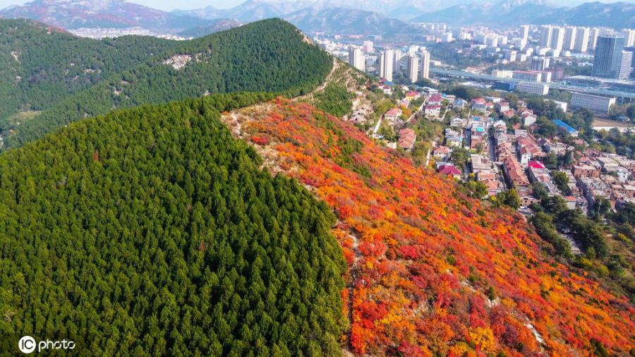 一方は緑で一方は赤という不思議な景観が広がる山東省済南市の蝎子山（寫真著作権は東方ICが所有のため転載禁止）。