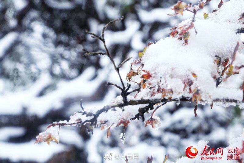 シャングリラに降雪、一面の銀世界に　雲(yún)南省