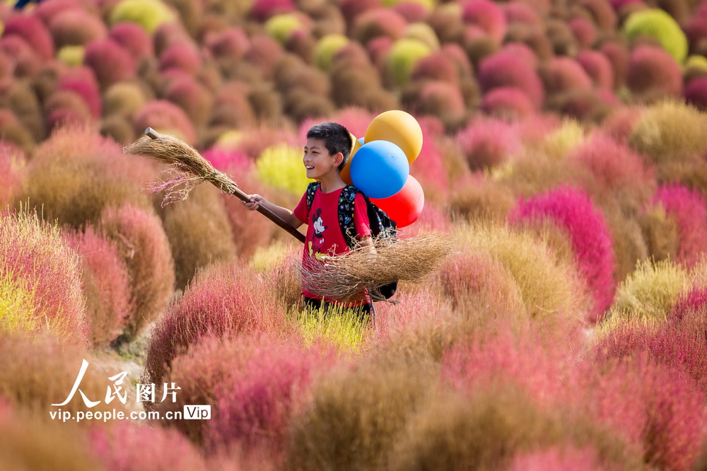 11月8日、上海市金山區(qū)にある花開海上生態(tài)園（エコパーク）でコキアを鑑賞する観光客（撮影?王初/寫真著作権は人民図片が所有のため転載禁止）。