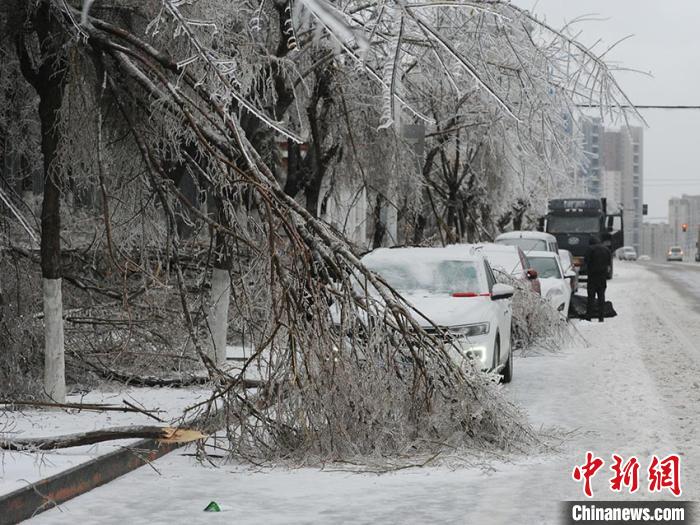 凍雨と激しい雪に見舞われ、大量の樹木が折れたり、倒れたりして多くの自動車を破損（撮影?劉棟）。