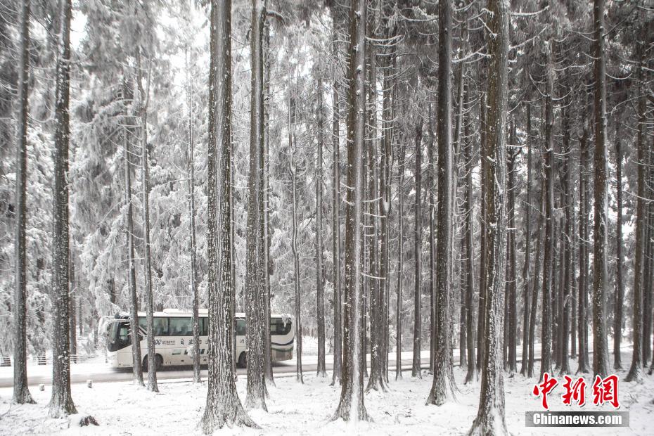 雪化粧を施された重慶仙女山はまるで童話ような風(fēng)景に