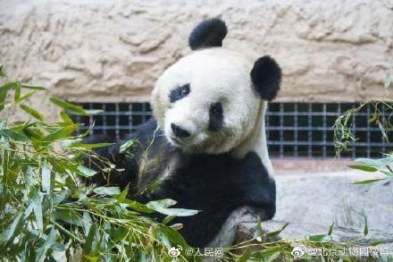 北京動(dòng)物園の27歳の雌パンダ「吉妮（ジーニー）」が病死