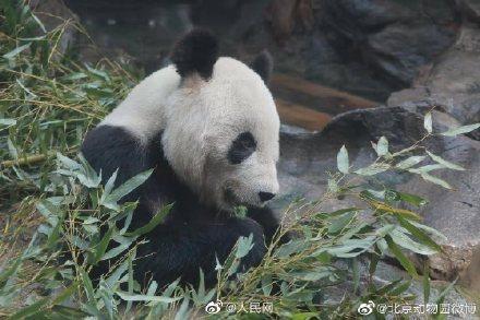 北京動(dòng)物園の27歳の雌パンダ「吉妮（ジーニー）」が病死