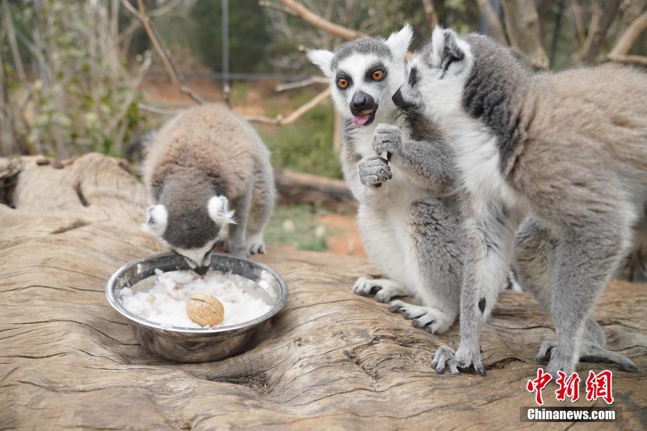 1月19日、雲(yún)南省昆明市の雲(yún)南野生動(dòng)物園で、特製「臘八粥」を食べるワオキツネザル（撮影?劉冉陽）。