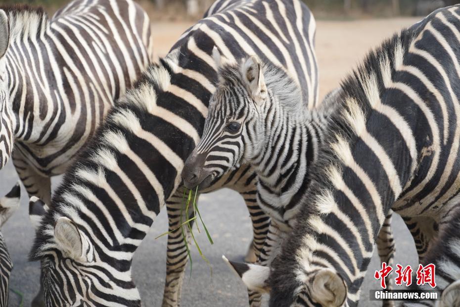 動物たちにも「臘八粥」のご馳走　雲(yún)南省昆明