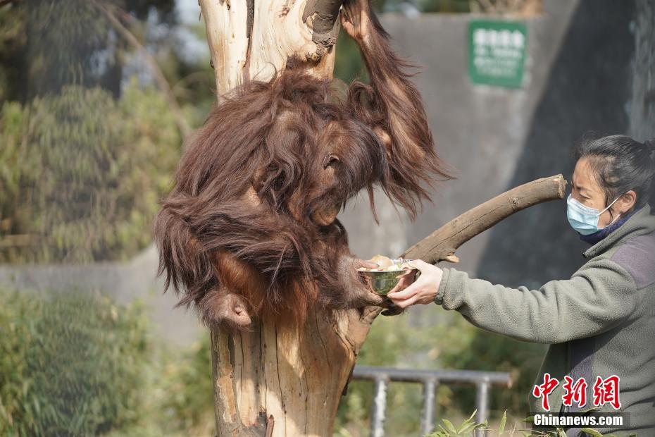 動物たちにも「臘八粥」のご馳走　雲(yún)南省昆明