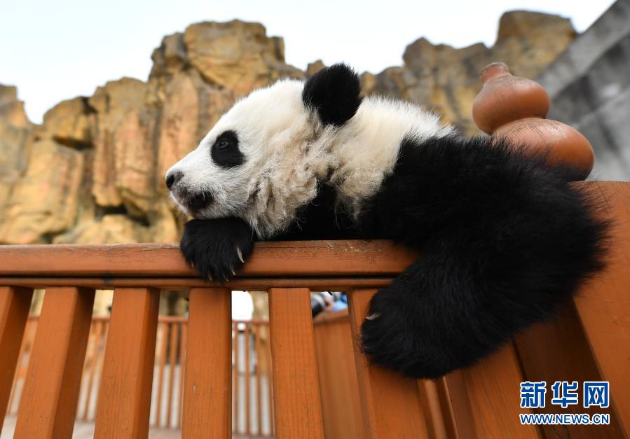 陝西?秦嶺のパンダの赤ちゃんがすくすく成長