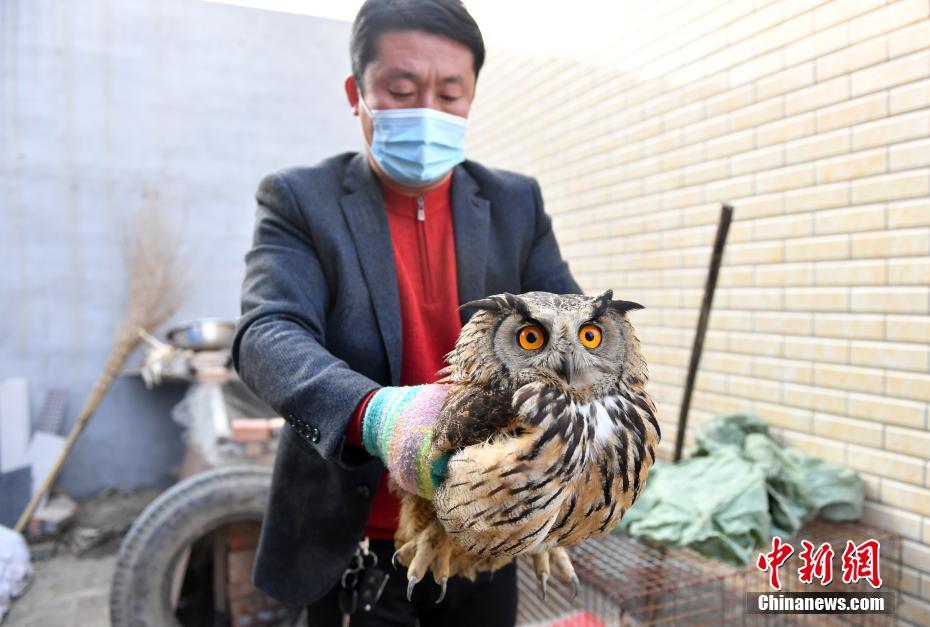 1月27日、治療のために保護(hù)したワシミミズクを保定市動(dòng)物園野生動(dòng)物救護(hù)センターに搬送する職員（撮影?韓氷）。 