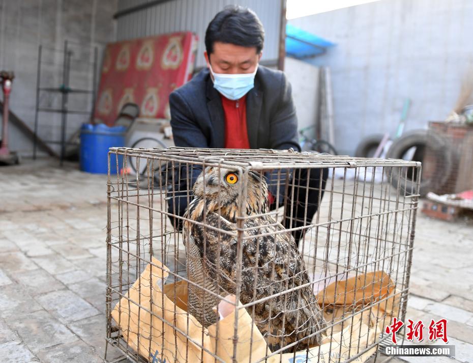 雄安新區(qū)で初めて國家二級保護動物の「ワシミミズク」を確認　河北省