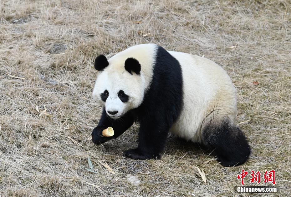 いつ見ても、どんな姿もカワイイパンダ！　四川省九寨溝パンダ園