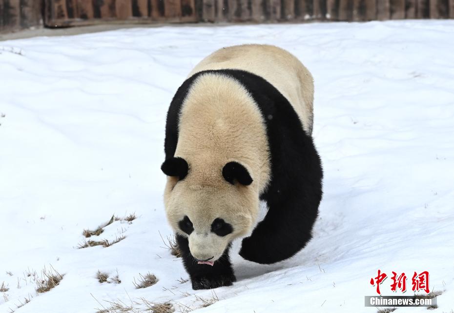 いつ見ても、どんな姿もカワイイパンダ！　四川省九寨溝パンダ園