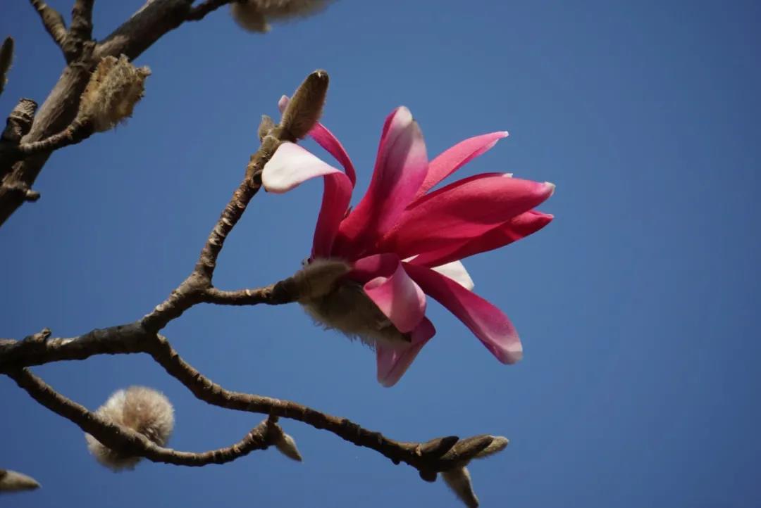 モクレンが観測史上最も早く開花　上海