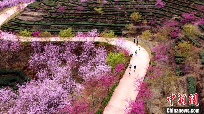 競い合うように咲く桜の花々。（撮影?張夢帆）