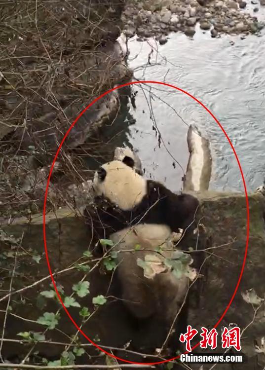 雅安市天全県にあるジャイアントパンダ國家公園二郎山國有林場で確認されたパンダ（畫像提供?李さん）。