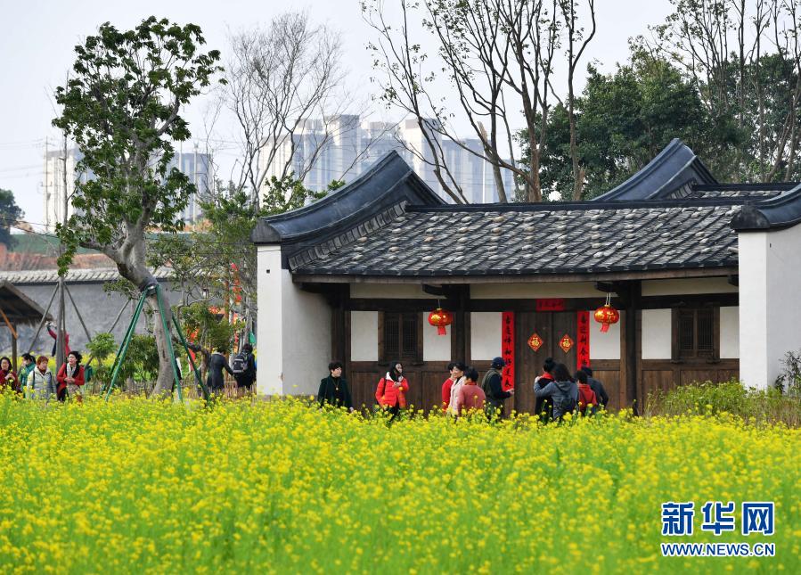 満開を迎えた美しい菜の花畑　福建省福州