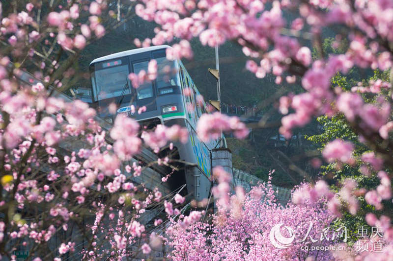 咲き亂れる梅の花の間を走るモノレール　重慶