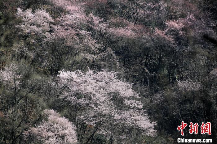 美しい春の景色広がる浙江省　野生の桜が満開に